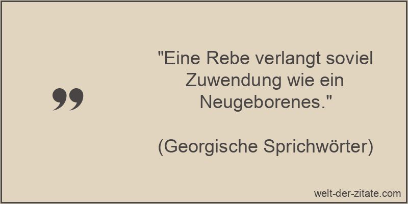 Eine Rebe verlangt soviel Zuwendung wie ein Neugeborenes.